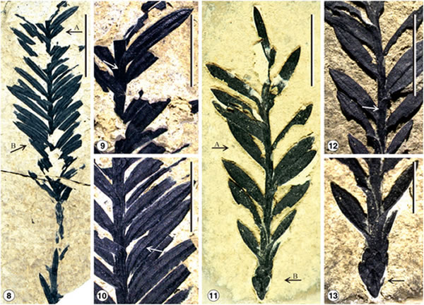 ���Ϸ��ִ�����ɼ����ʯ��ȷ��Ϊ���֡����غ�ɼ����Sequoia maguanensis��