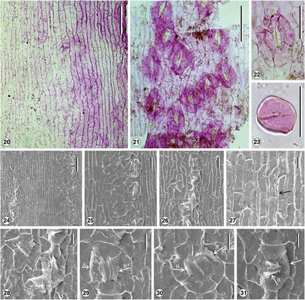 ���Ϸ��ִ�����ɼ����ʯ��ȷ��Ϊ���֡����غ�ɼ����Sequoia maguanensis��