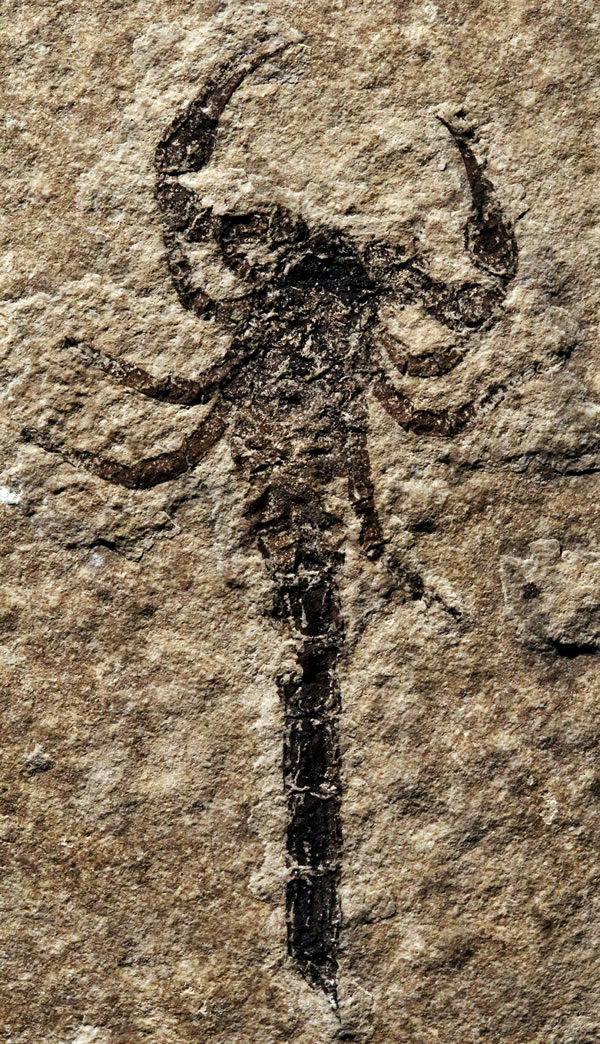 ���ô��ֵı�����û�ʯ����Ы����Դ�ں���