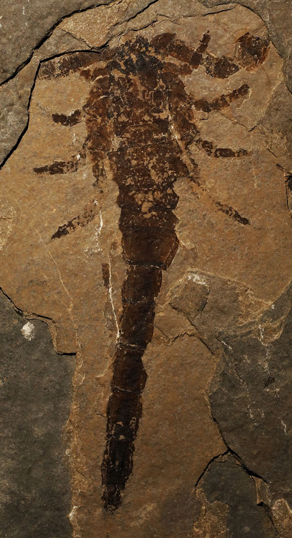 ���ô��ֵı�����û�ʯ����Ы����Դ�ں���