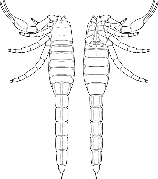 ���ô��ֵı�����û�ʯ����Ы����Դ�ں���