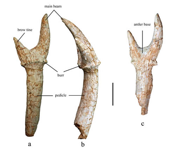 ԸصĴ¹Euprox grandis¹ǻʯͱ걾ؿͼ)