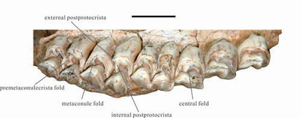 ԸصĴ¹Euprox grandisݻʯͱ걾ؿͼ)