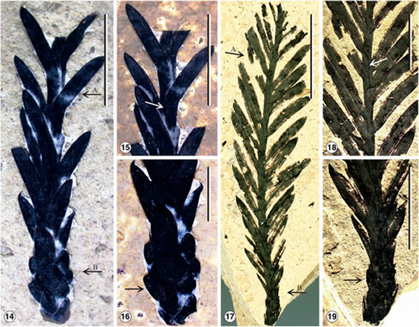 ���Ϸ��ִ�����ɼ����ʯ��ȷ��Ϊ���֡����غ�ɼ����Sequoia maguanensis��