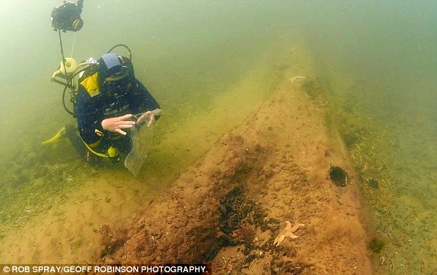 ��ר�Ҳ²�ƣ���Ƭɭ�ֿ����Ǳ����ڻ���ˮƽ������120�׺���ȫ��û�ġ�