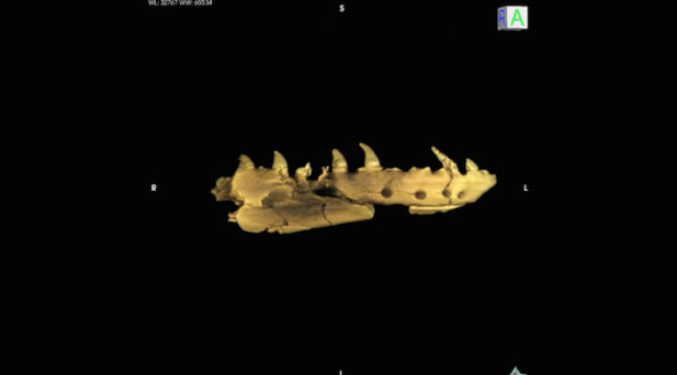 发现1.7亿年前的蛇类化石 拥有四条腿