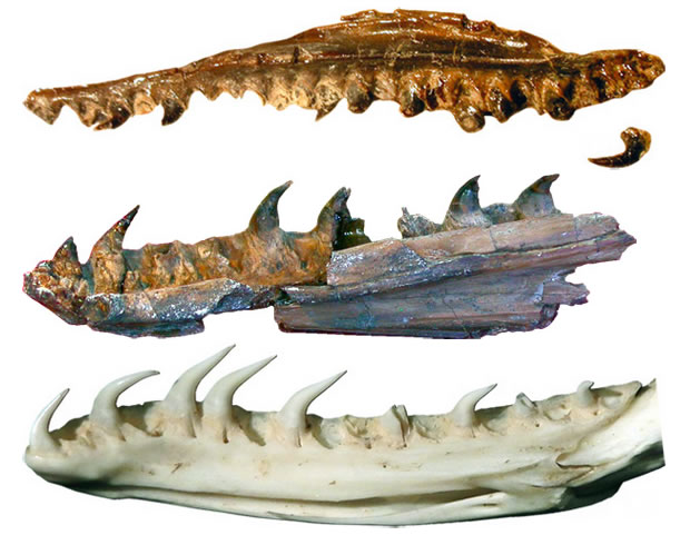 发现1.7亿年前的蛇类化石 拥有四条腿