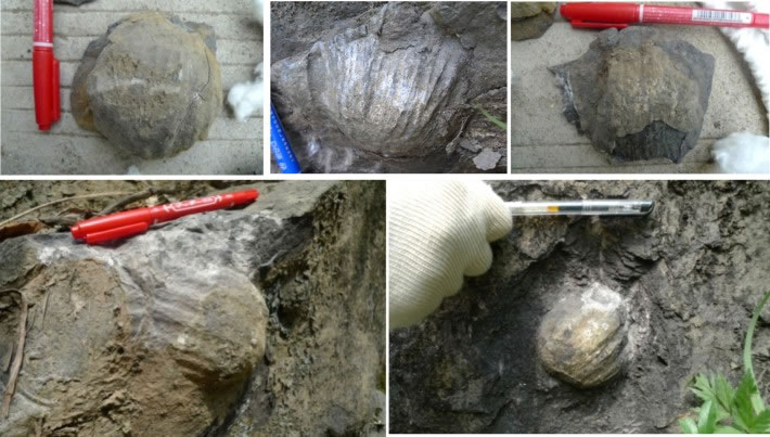 ��������Gigantoproductus�����㶯�Ұ����Ƭ��