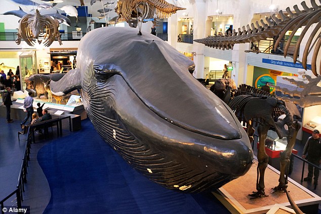 即将取代梁龙的蓝鲸模型,它将于2017年的夏天“就职”。