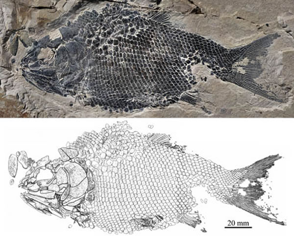 �������������ͱ걾������ͼ�����Թ�ͼ��