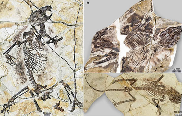 1.6����ǰ�������޻�ʯ