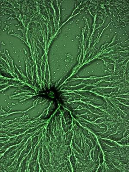 ͼΪ��������һ�ֳ���������΢����γɶ�ϸ����ʵ��Ĺ��̡�