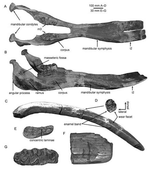 托氏原互棱齿象(Protanacus tobieni)下颌及门齿化石(王世骐供图)