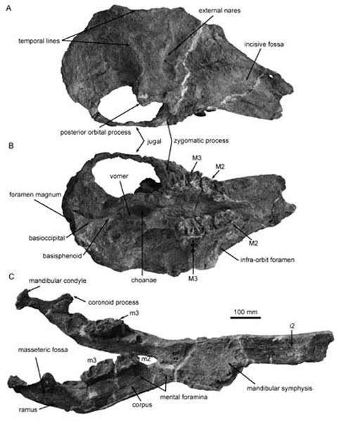 短吻原互棱齿象(Protanancus brevirostris)头骨及下颌化石(王世骐供图)