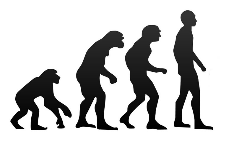 人类 进化图片