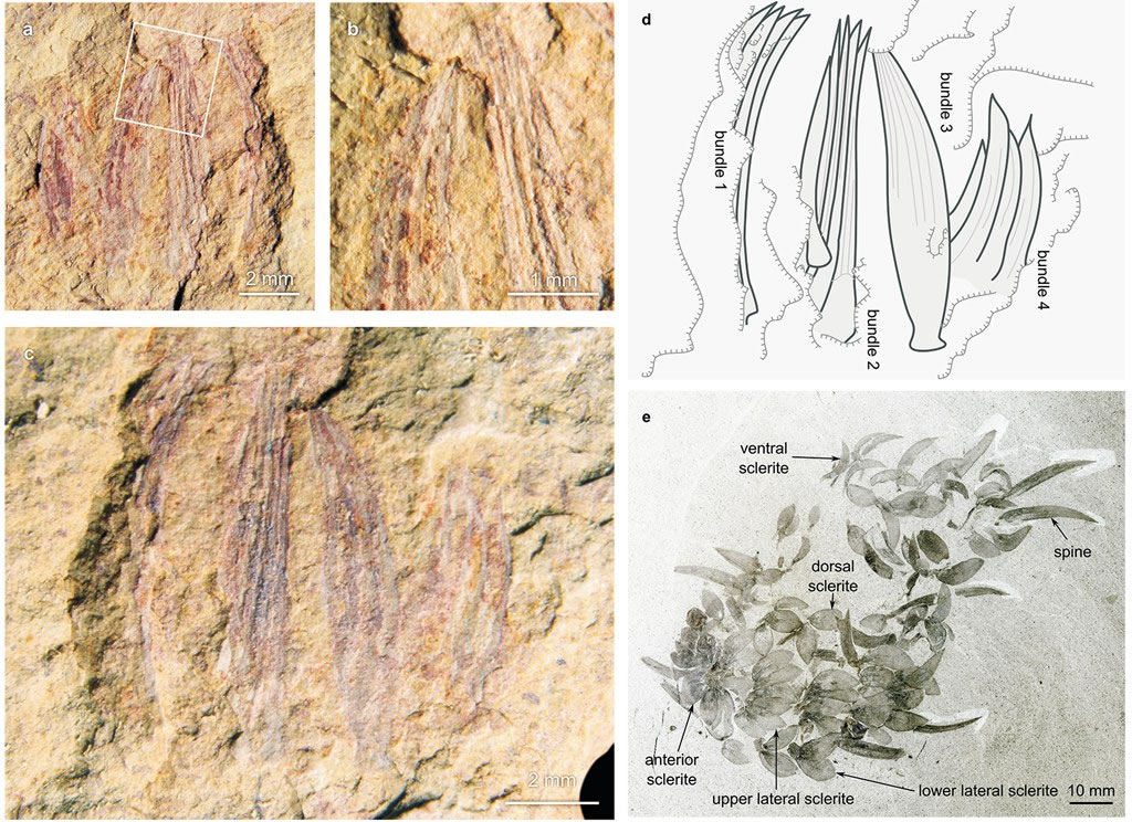 �ν�����Ⱥ��Wiwaxia��Ƭ��ʯ��a-b���벼����˹ҳ�Ҷ���Ⱥ��Wiwaxia��Ƭ(e)�Ա�