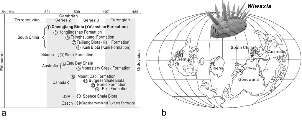 Wiwaxia��ʯ�ĵز�ֲ� (a)�͵����ֲ�(b)