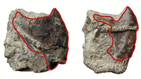 研究人员发现的墨鱼(右)和章鱼化石