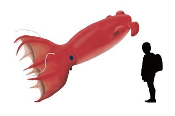 日本北海道羽幌町发现世界最大体积墨鱼和章鱼化石