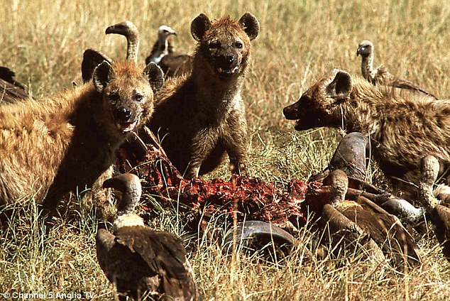 ����������ѧ�������о���ʾ��������������๷һ���ĸ�ʳ��