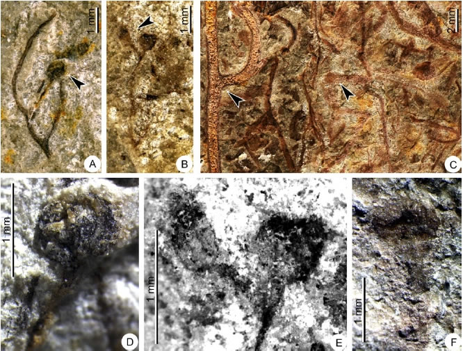 华南早泥盆世地层中的莱尼蕨类