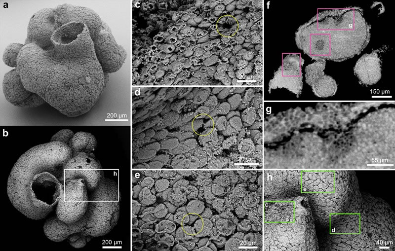 ����ʼ�����ࡣa-e,h,ɨ��羵��Ƭ��f-g��ͬ�������������棬f�����ڱ걾�е�λ�ü�ͼ��e�еı��