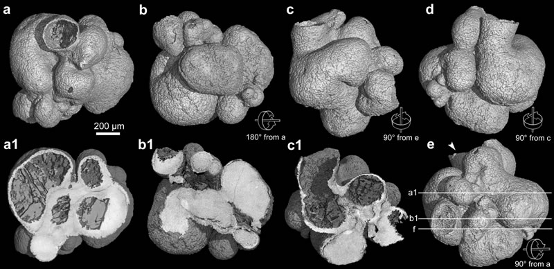 ����ʼ�������ͬ��������λ�����ؽ���a-e����ͬ�Ƕȵ���ͼ��a1-c1�ֱ���a-c����������