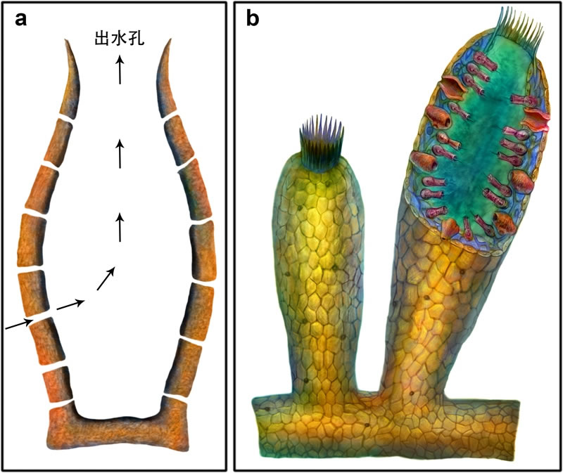 �ִ����ද��Ľ���ѧ�ṹ������A�����м򵥵ĵ���ϵˮ��ϵͳ�ĺ������ʾ��ͼ����ͷָʾˮ������B,������̬ѧ�ͽ���ѧ����