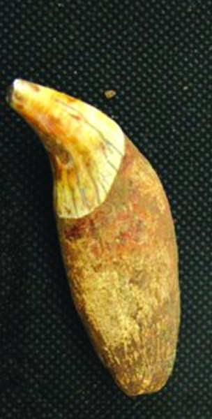 ���ϴ���èȮ�ݻ�ʯ