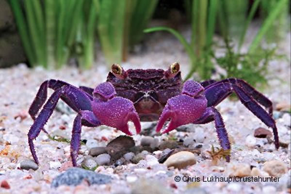 ����Ѫ����з��Geosesarma dennerle��