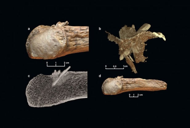 史前人类狩猎大型哺乳动物的证据