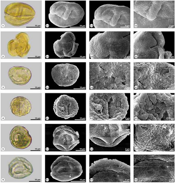 ֲ�ﻯʯ�߷۵���Ƭ1, 2, 3, 4. Quercus. 5, 6. Cyclobalanopsis.
