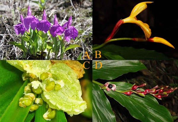 象牙参属植物的花(A)和种子(C)及距药姜属植物的花(B)和种子(D)