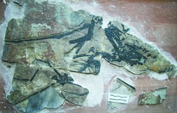 ����������٪�������������з����������һ�³�Ա�����������������