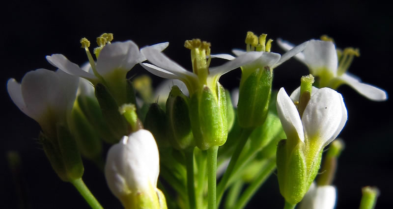 һо֣Ͻ棨Arabidopsis thalianaϸڵĹϸĤϵתĽԴһʾЩתԴڱϸ