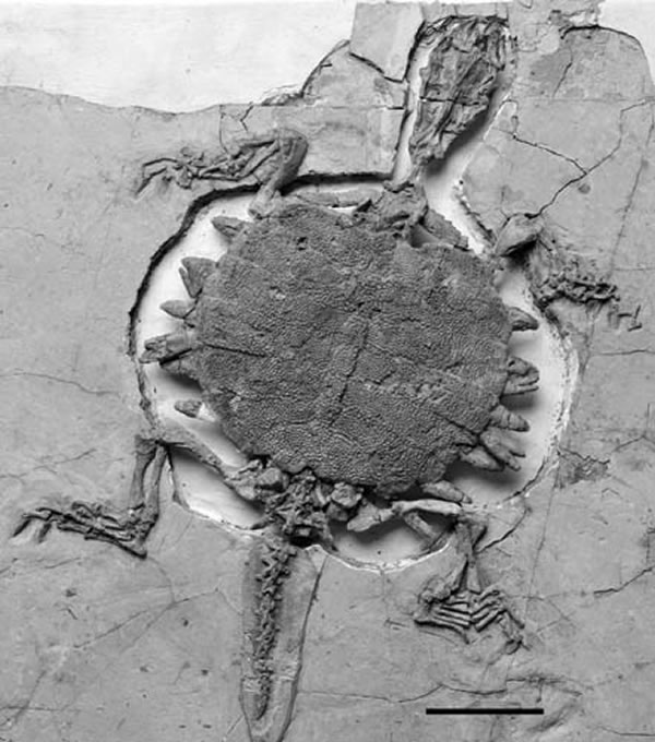 ���ﶴ���Perochelys lamadongensis��