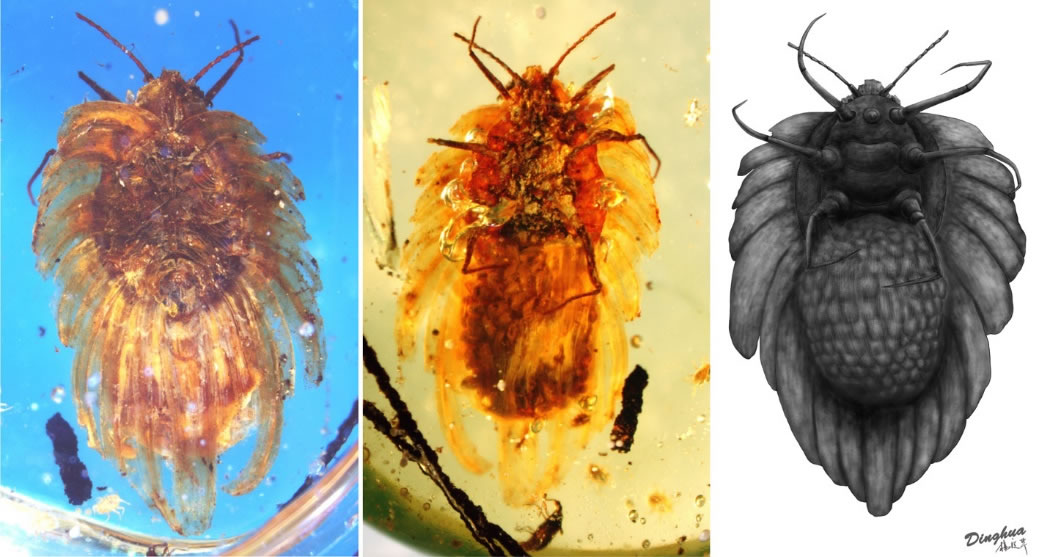化石背面、腹面及腹面复原图