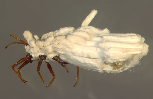 现生介壳虫成虫