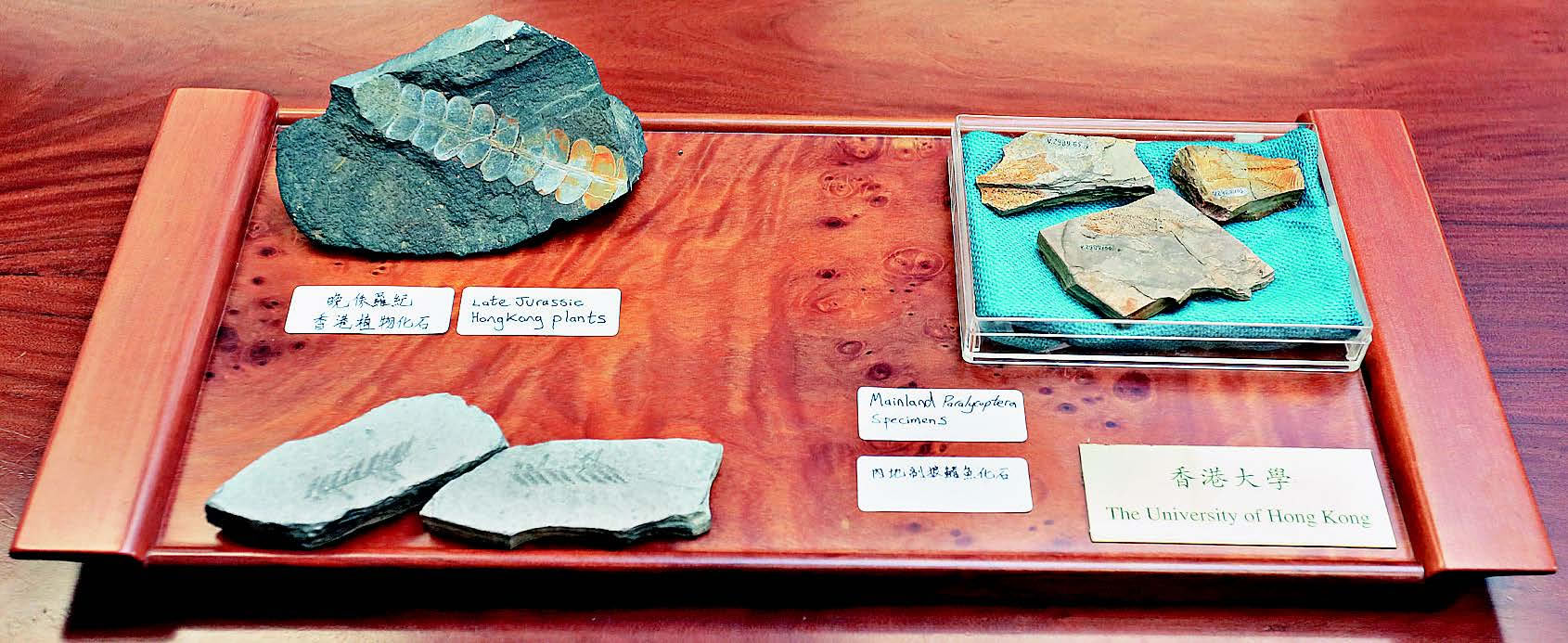 ��۴�ѧ�״μ����һ������٪����ʱ���ĸ������㻯ʯ