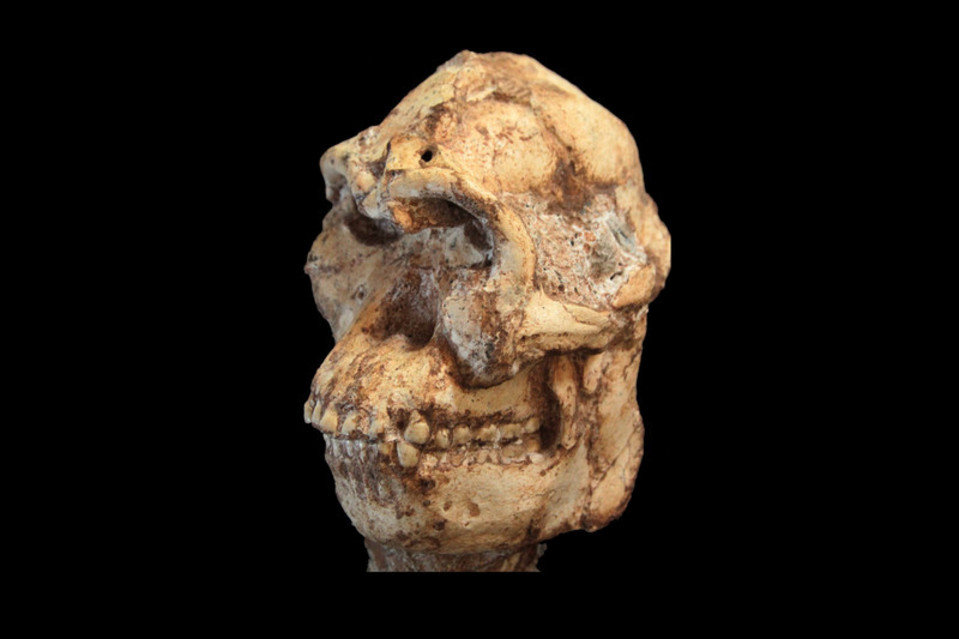 �Ϸǡ�С�š�����������ʼ�棬������������Ϊ��������˹��Գ��Australopithecus prometheus��