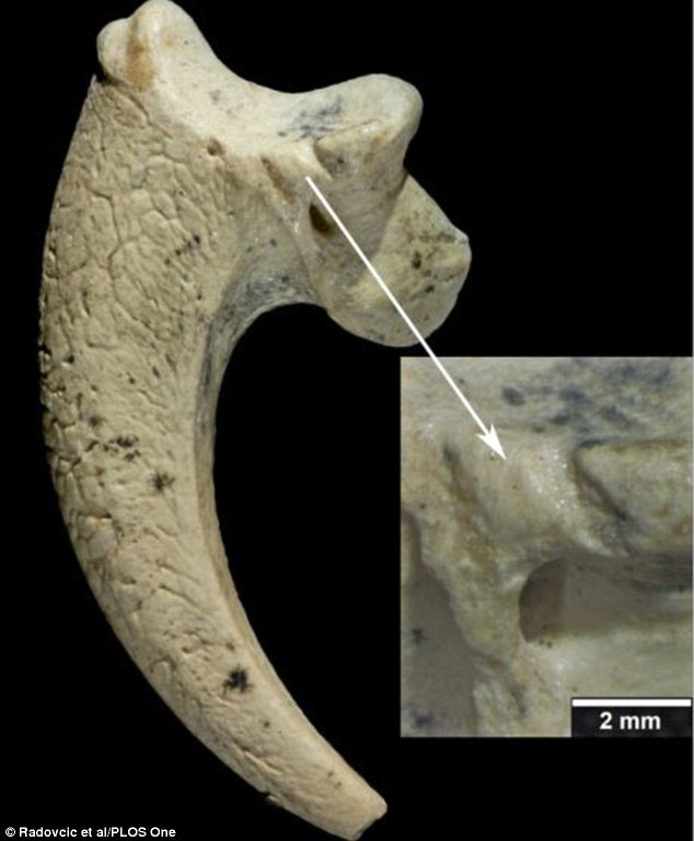 �ᰲ��������13����ǰ��ʹ��ӥצ�����������������