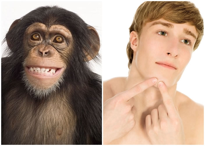 研究指人(右图)有下巴,而其他灵长类动物如长臂猿(左图)没有,是由于人懂煮食。