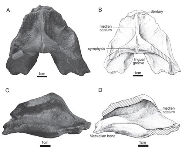 Ͽ˼˹㣨Cathlorhynchus zengiʯ