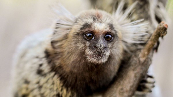 ����Ľ����������õ������������Ե���Դ