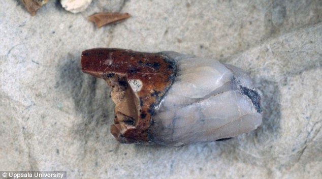 �������������ѧ���ֵı���Գ�����ݻ�ʯ��ʾ����������ϸ��