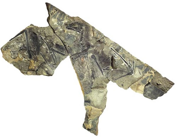 ��������ʯ��Ƭ��֣��͢��ͼ��