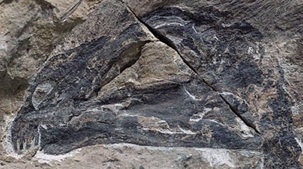 ������ͷ�ǻ�ʯ���գ�֣��͢��ͼ��