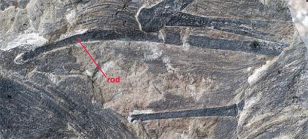 �������걾�Ҳ�İ�״�ǽṹ����ɫ������ָ�Ľṹ�������Կ�����˲���Χ��������Ĥ��֯���Լ�˿״����ë�ṹ��֣��͢��ͼ��