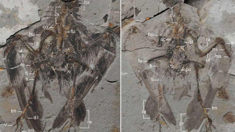 弥曼始今鸟(Archaeornithura meemannae)化石正副模照片