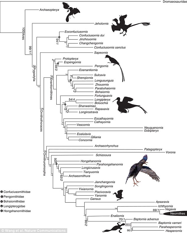����Զ�����౻����Ϊ������ʼ����(Archaeornithura meemannae)�������ĳ���Ե�����������ִ����࣬���ֽṹ�����ڸ��õط��п��ƣ�ͬʱ����